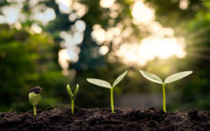 Imagem de 4 caules de plantas nascendo de um solo bonito e fértil, representando a sustentabilidade.