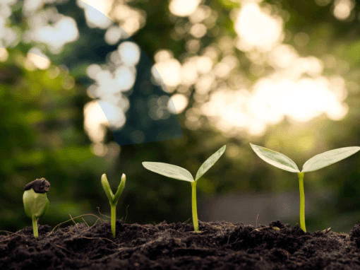 Imagem de 4 caules de plantas nascendo de um solo bonito e fértil, representando a sustentabilidade.